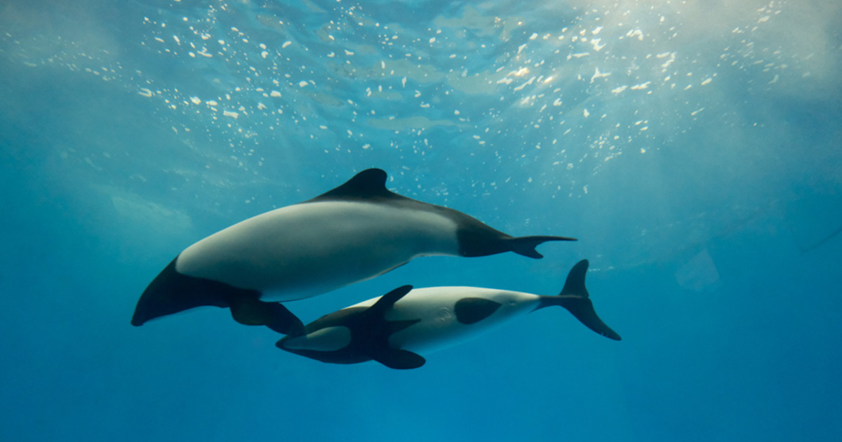 三重観光】鳥羽水族館へ行ってきた！アクセスや見どころ、特徴をまとめ